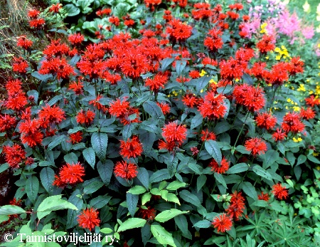 Monarda didyma 'Cambridge Scarlet', punav�riminttu